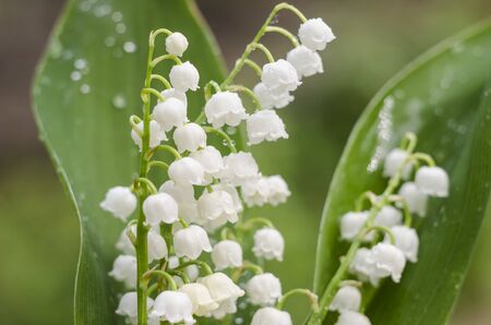 Blooming lilies of the valley. Convallaria majalis. Aromatic wild grass. Romantic spring flowers. May white bells on a green background. Beautiful white flowers. Poisonous wild flower.の写真素材