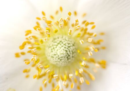 Beautiful macro photo of a flower with white petals and yellow stamens with selective focus.の写真素材
