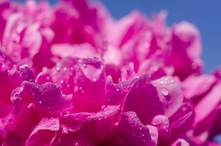 Pink peony close-up on a background of blue sky. Macro photo. Summer beautyの写真素材