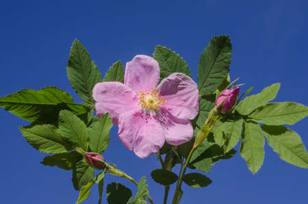 Rosehip flower against the blue sky on a sunny day. Summer background for texts. Birthday card,...