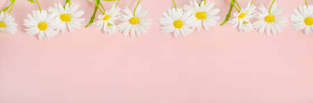 Daisies on a delicate pink background - banner with copy space, cover for social networks.の写真素材