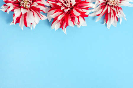 Background with dahlias on a blue background with copy space. Postcard for Womens Day on March 8 and...