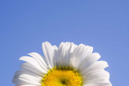 Close-up chamomile flower against blue sky background with copy space, with selective focus. Background for inscriptionsの写真素材