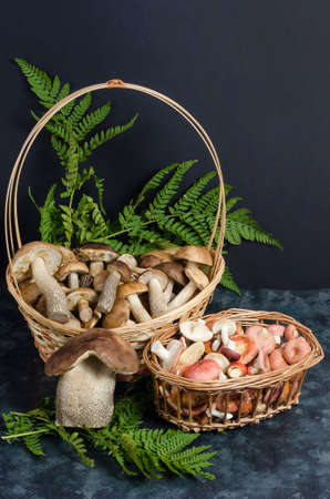 Fresh raw edible forest mushrooms in baskets on a dark background. Autumn mushroom picking.の写真素材