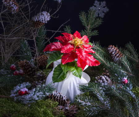 Christmas home decoration - arrangement of poinsettia flower on natural moss background, home decoration ideaの写真素材