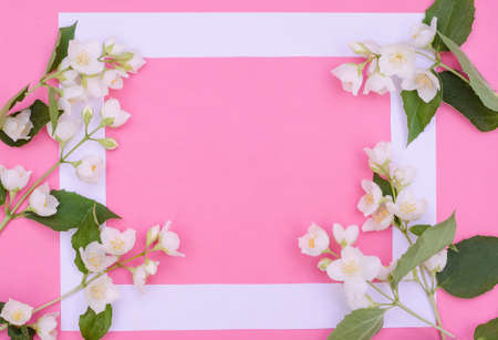 Greeting card background, delicate jasmine flowers on a pink background with copy space with selective focusの写真素材