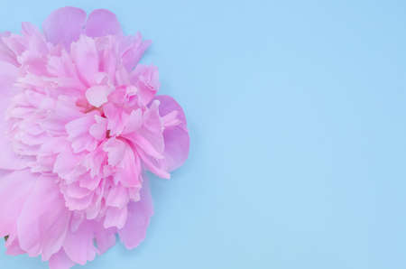 Greeting card background, flowers of pink peonies on a blue background with copy space with selective focusの写真素材