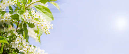 Greeting card background, cherry flowers on blue background with copy space with selective focus