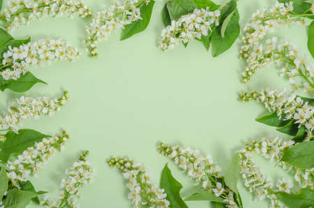 Greeting card background, delicate cherry flowers on a green background in the form of a frame with copy spaceの写真素材