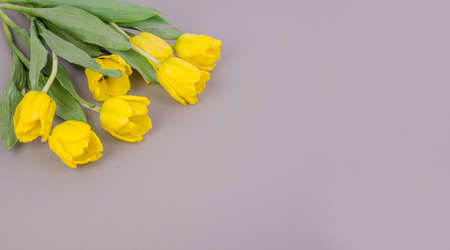 Greeting card background for spring holidays, yellow tulips on gray background, with copy spaceの写真素材