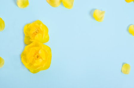 Greeting card background for March 8, from yellow flowers on a light blue background, International Women's Dayの写真素材