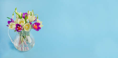 Greeting card banner for spring holidays, beautiful flowers of primroses on a blue background with copy spaceの写真素材