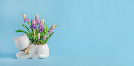 Greeting card banner, composition with cat and spring flowers on blue background with copy spaceの写真素材