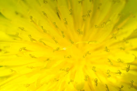Blurred background - yellow dandelion close-up on a sunny spring day.