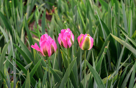 Pink tulips in a spring garden in the spring on a background of green leavesの写真素材