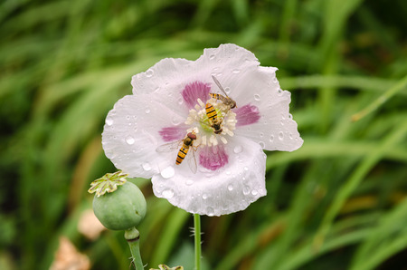 White poppy flower in garden with insects and poppy-head with seeds after rainの写真素材