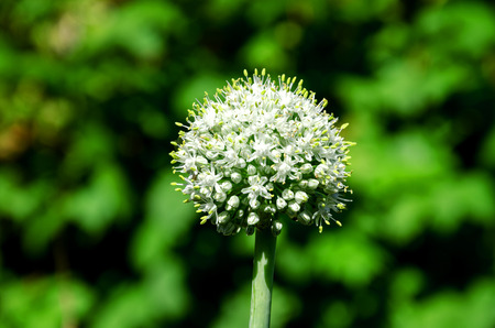 agriculture blooming summer garden vegetables, fine chasnochoe inflorescence on a green backgroundの写真素材