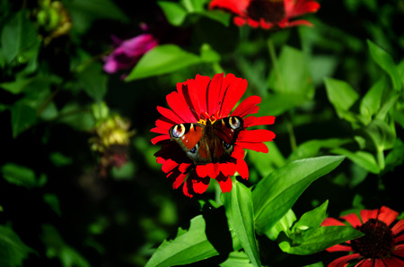 in the summer garden red beautiful flower with a beautiful butterfly insect on a green backgroundの写真素材