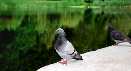 summer day on the background of a beautiful lake with green trees sitting dovesの写真素材
