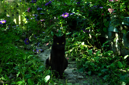 in the garden in the summer with flowers sits a black cat with green eyesの写真素材