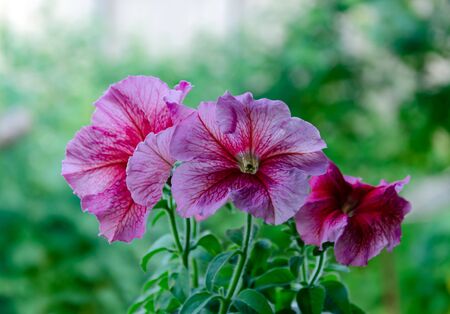 Petunia blooming in the garden, pink flowers, in the spring afternoon, close-upの写真素材