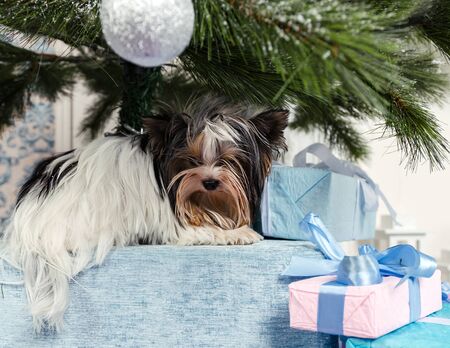 small fluffy dog of Terrier breed with gift boxes, welcome gift, pet, close-upの写真素材