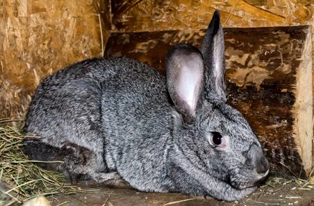 gray fluffy rabbit on a wooden wall background, pet, closeup