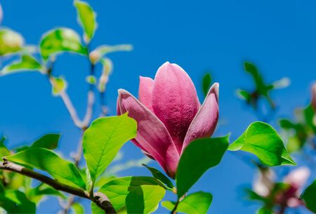 Magnolia flower, tree branches with large fragrant magnolia flowers on a sunny day, close-upの写真素材