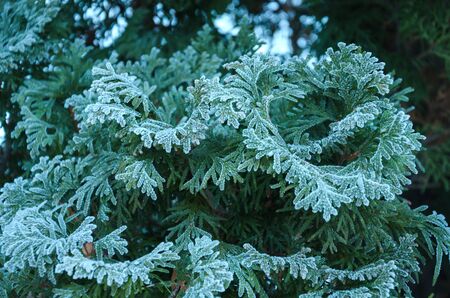 winter ice beautiful shiny spruce branches covered with white frostの写真素材