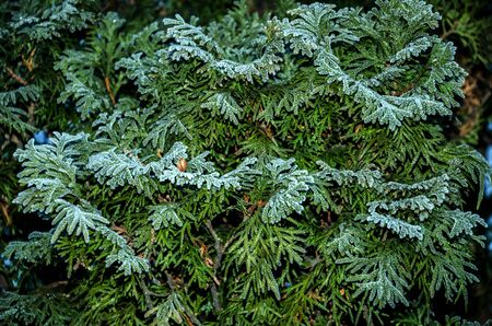 winter ice beautiful shiny spruce branches covered with white frostの写真素材