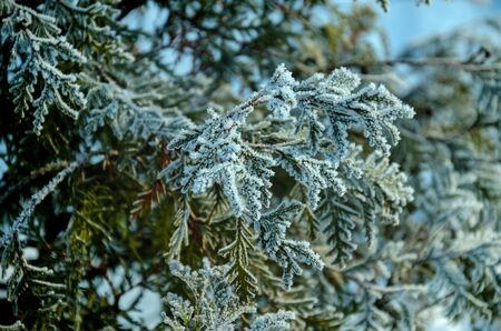 winter ice beautiful shiny spruce branches covered with white frost