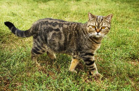 Beautiful fluffy cat with bright brown eyes against a background of green grass