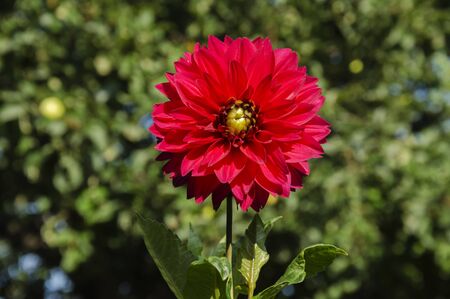 red beautiful dahlia flower growing in the garden on a green backgroundの写真素材