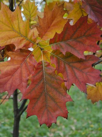 Autumn, red and yellow maple leaves on a background of green grass in the park