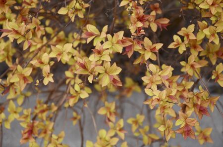 Tender young yellow and red leaves bloomed from the buds on a branch of a decorative bush in the...