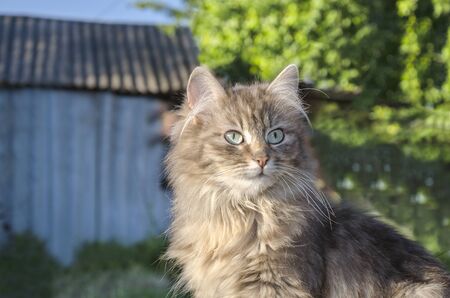 In the summer garden portrait of a beautiful fluffy gray cat on a background of a house and green grassの写真素材