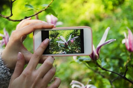 Phone in girl's hand, photographing a beautiful magnolia flower in a spring parkの写真素材