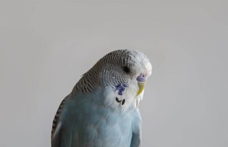 home of beautiful blue bird budgerigar close-up on a gray backgroundの写真素材