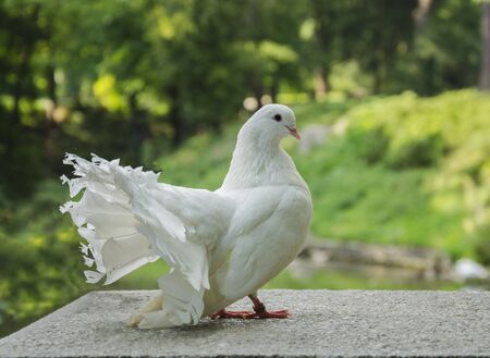 Summer in the park sits a beautiful white bird pigeon with a lush tailの写真素材