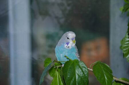 beautiful blue wavy parrot sits on a branch of a bush hibiscusの写真素材