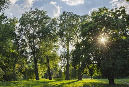 View in the park in the trees, meadow with flowering herbs, beautiful blue sky with white clouds and sun raysの写真素材