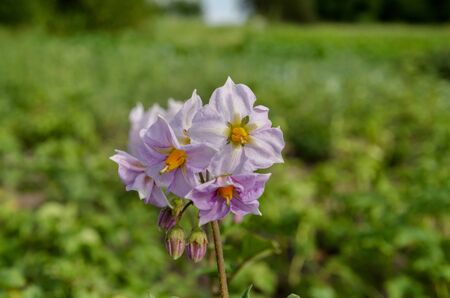 bright flowers on potato bush on the open field in the countrysideの写真素材