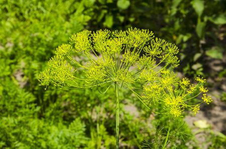 In summer, on the open ground, a dill plant blooms, an inflorescence umbrella