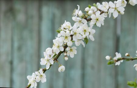 white cherry blossom in the garden on a warm day, beautiful background, close-up