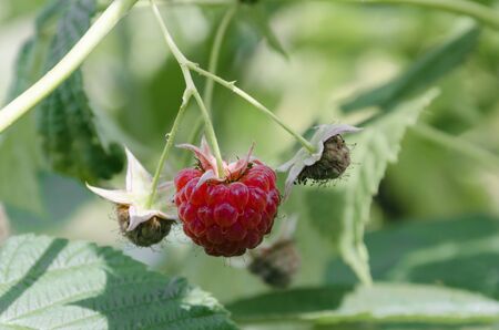red raspberry on a branch in the garden on a summer day, close-upの写真素材