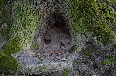 bark of an old tree covered with green moss in the forest on a sunny day, close-upの写真素材