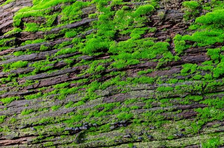 bark of an old tree covered with green moss in the forest on a sunny day, close-upの写真素材