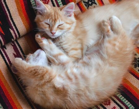 beautiful kitten, red, small, playful, pet in the yard, closeup animalの写真素材