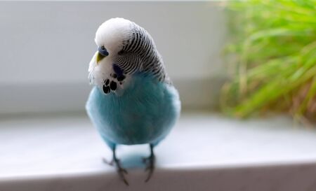 budgerigar, small talking male of blue color, cute playful pet, close-up
