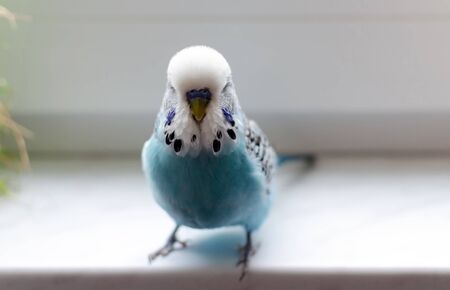 budgerigar, small talking male of blue color, cute playful pet, close-upの写真素材